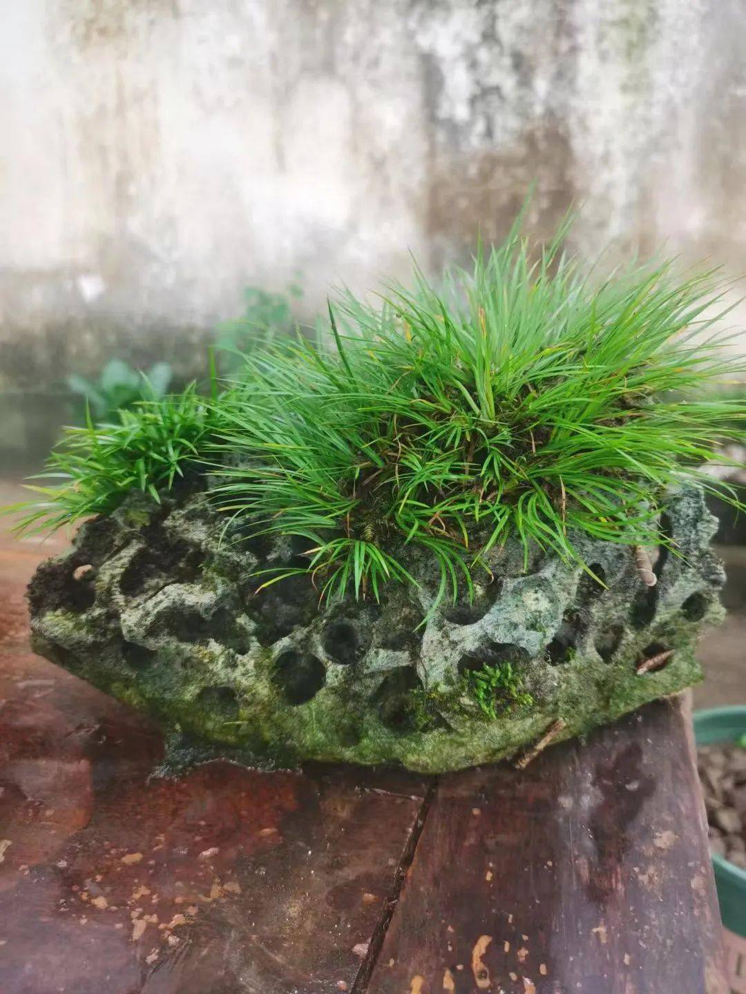 喝茶赏蒲