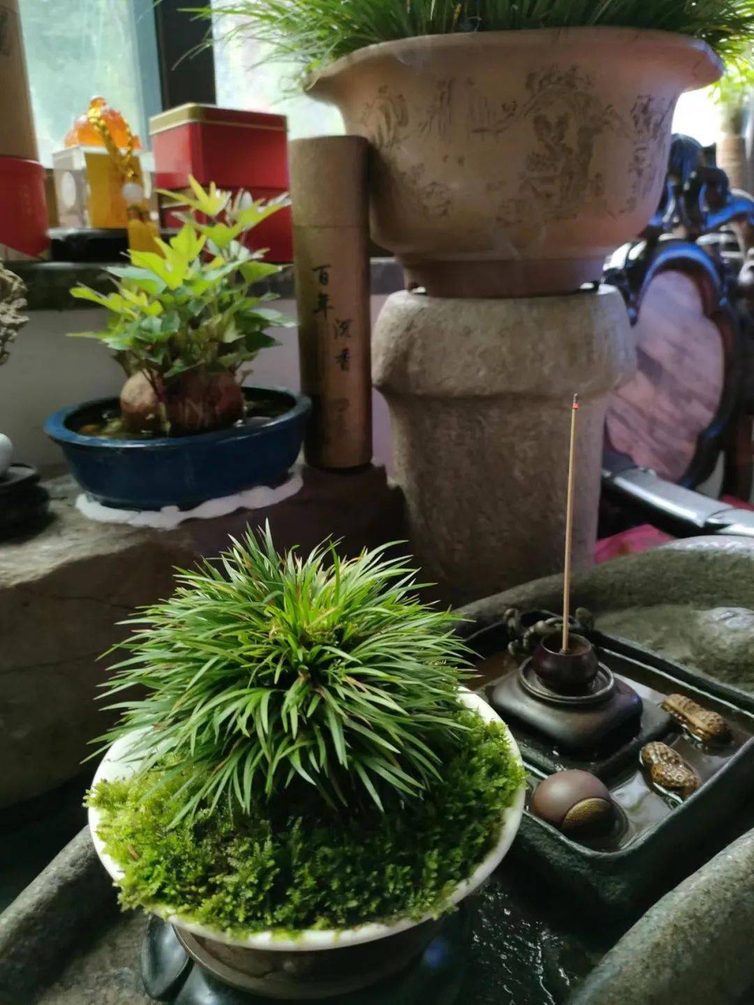 喝茶赏蒲