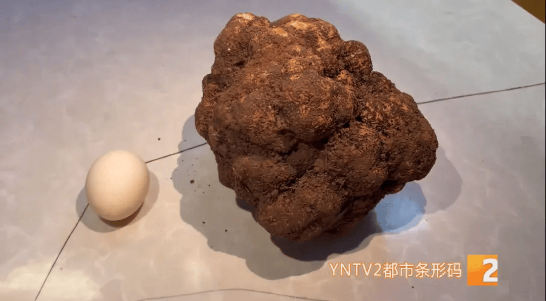 昆明一村民挖到1.7公斤超大松露<strong></p>
<p>公司理财答案</strong>！“看都看不够”