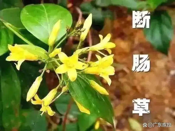 广东一老人买药材煲汤中毒身亡 当地：店铺误售断肠草<strong></p>
<p>理财分析师</strong>，老板被拘留