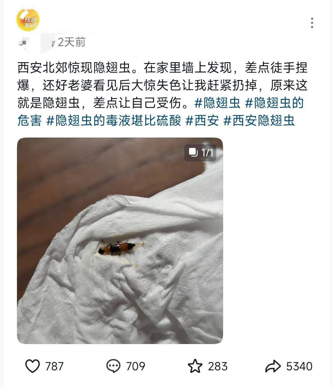 西安多区发现隐翅虫？千万别拍<strong></p>
<p>虚拟币TLS-1</strong>！毒液堪比硫酸