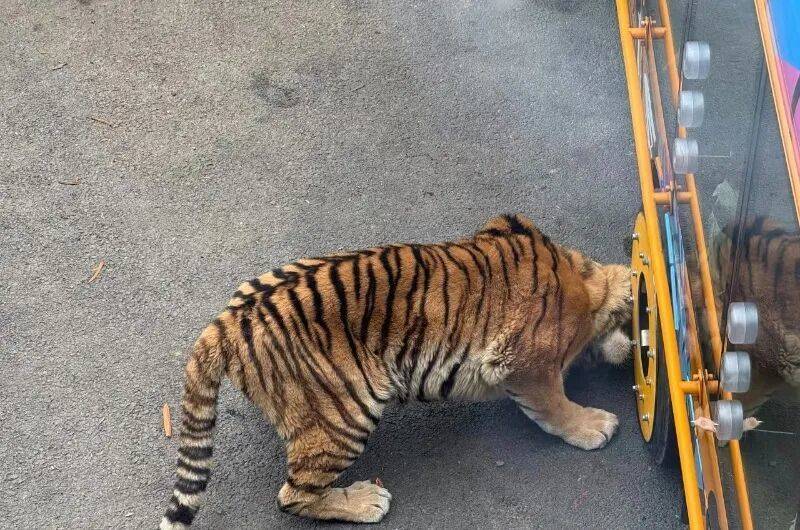 动物园观光车压碎老虎下巴<strong></p>
<p>虚拟币能当钱用吗</strong>？园方：初步检查未发现重大伤情