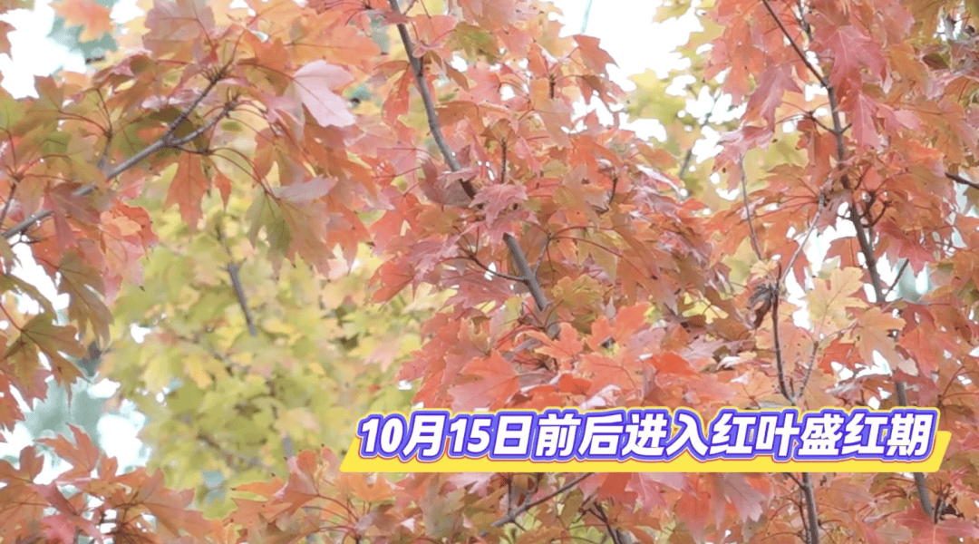 北京将迎新一轮秋雨<strong></p>
<p>虚拟币EDU最新消息</strong>，赏红期预告来了！