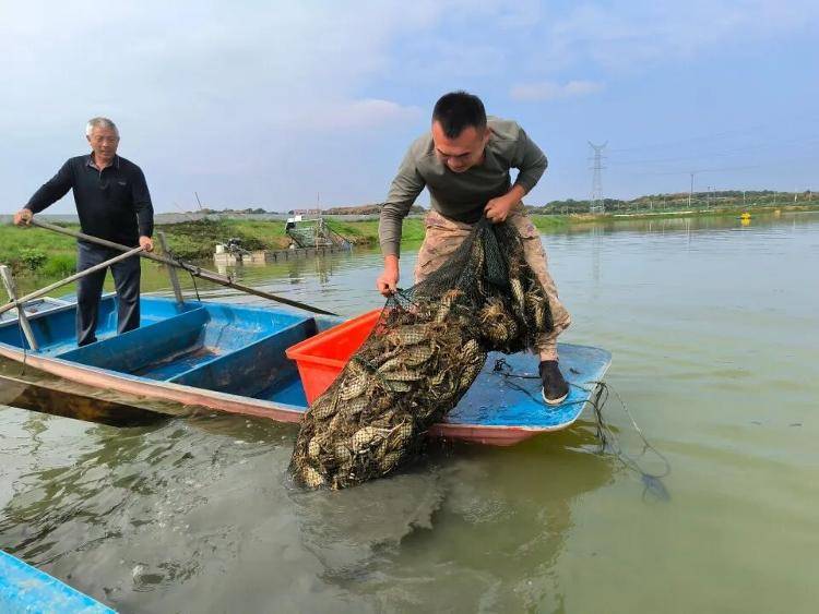 武汉江夏一地大闸蟹大量上市<strong></p>
<p>虚拟币平台风控了咋办</strong>，日产1000斤当天售完，每只螃蟹有自己的“身份证”，吃深海小黄鱼长大