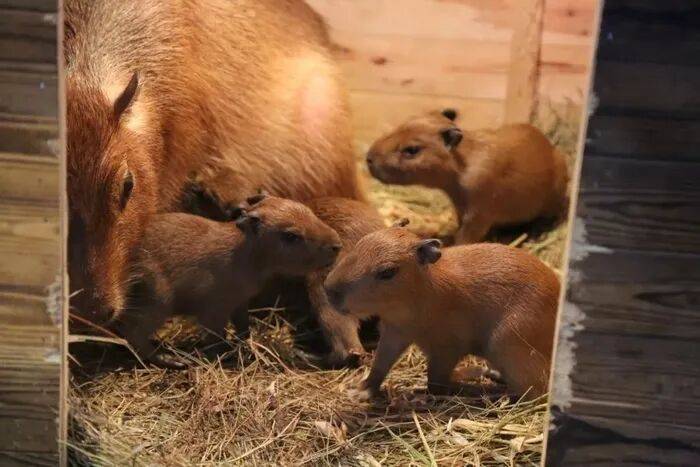 出生1小时就能独立行走<strong></p>
<p>虚拟币b单位</strong>,济南动物园“果果”和“豚豚”的4只新生幼崽,周末和市民见面