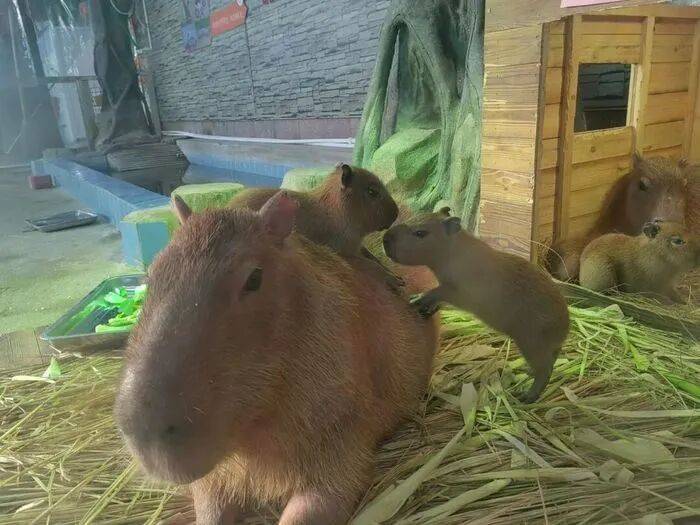 出生1小时就能独立行走<strong></p>
<p>虚拟币b单位</strong>,济南动物园“果果”和“豚豚”的4只新生幼崽,周末和市民见面