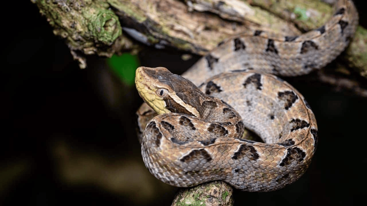 泰国女子在ATM机取钱<strong></p>
<p>虚拟币spell</strong>，取款口突然窜出一条蛇