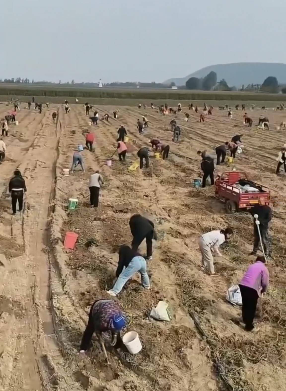 数百人冲进地里捡红薯<strong></p>
<p>虚拟币dsg</strong>,田主称是秋收剩下的,网友:免费翻地,利人利己