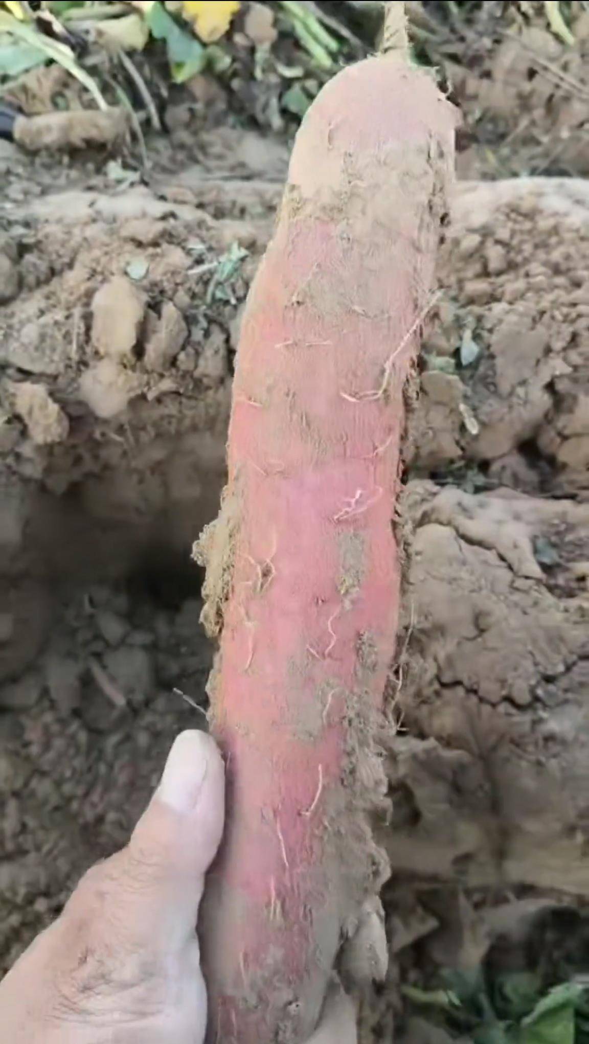 数百人冲进地里捡红薯<strong></p>
<p>虚拟币dsg</strong>,田主称是秋收剩下的,网友:免费翻地,利人利己