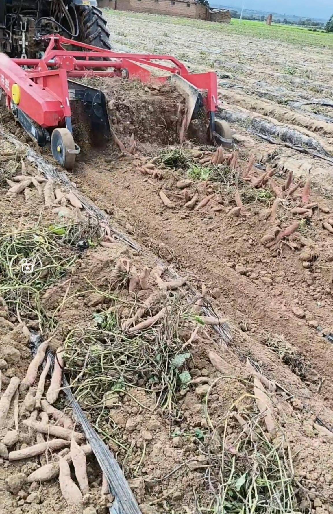 数百人冲进地里捡红薯<strong></p>
<p>虚拟币dsg</strong>,田主称是秋收剩下的,网友:免费翻地,利人利己