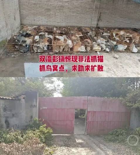 “成都一空置房非法囤猫”?官方通报:共发现被困小猫102只<strong></p>
<p>虚拟币dsg</strong>,未发现虐猫行为