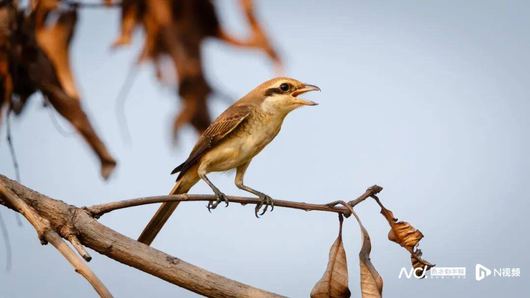 东莞最新发布：将严厉打击这些行为<strong></p>
<p>BGV虚拟币</strong>！
