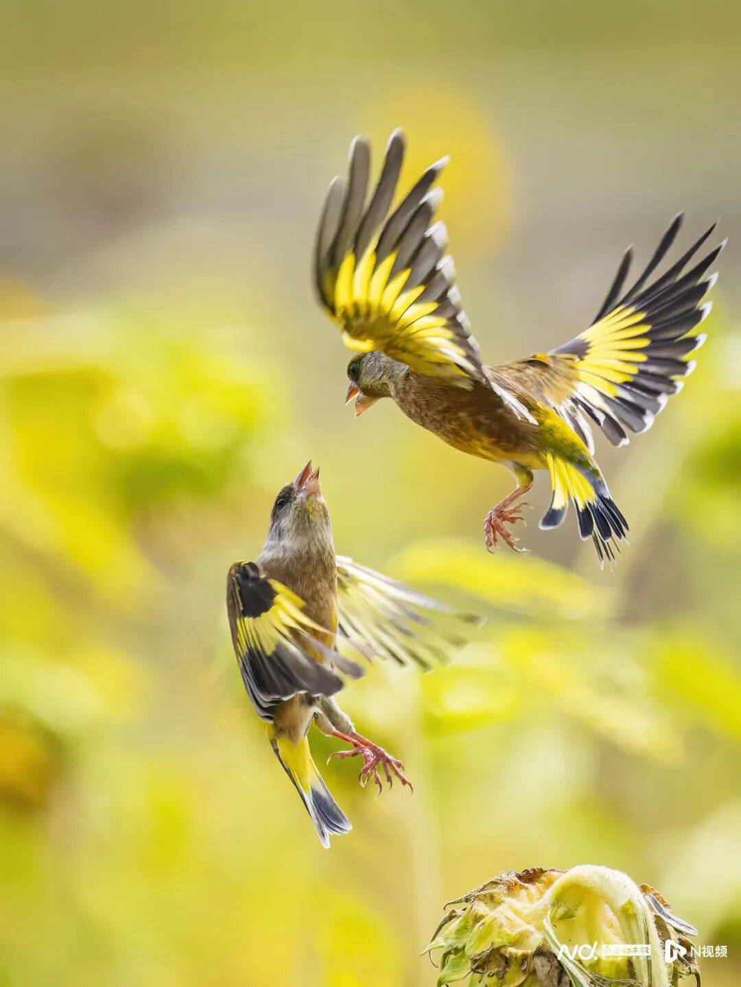 东莞最新发布：将严厉打击这些行为<strong></p>
<p>BGV虚拟币</strong>！