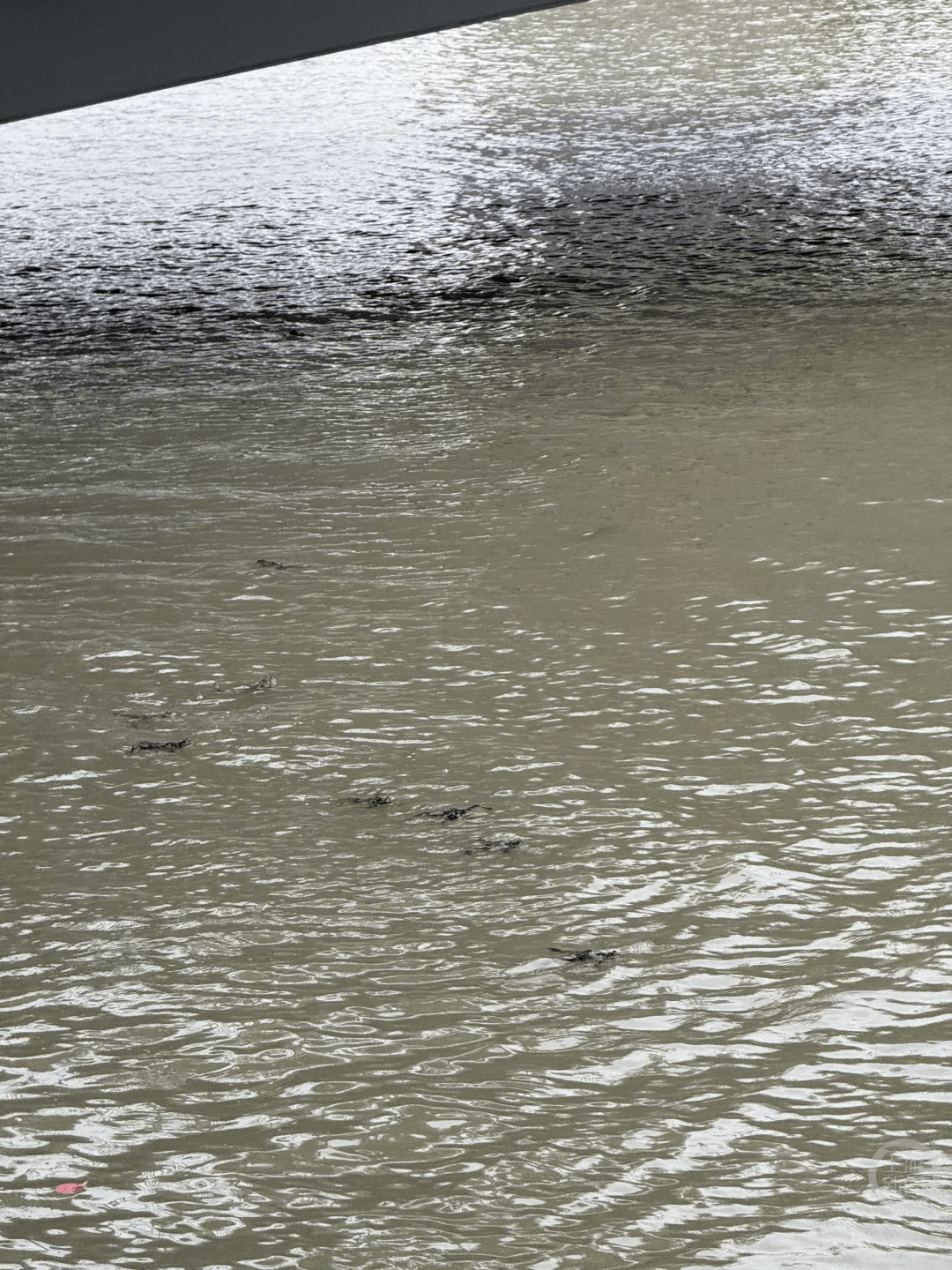 上海苏州河有人放生牛蛙？当地回应：严禁放生外来物种<strong></p>
<p>虚拟币价格今日行情价格</strong>，市民可提供相关线索