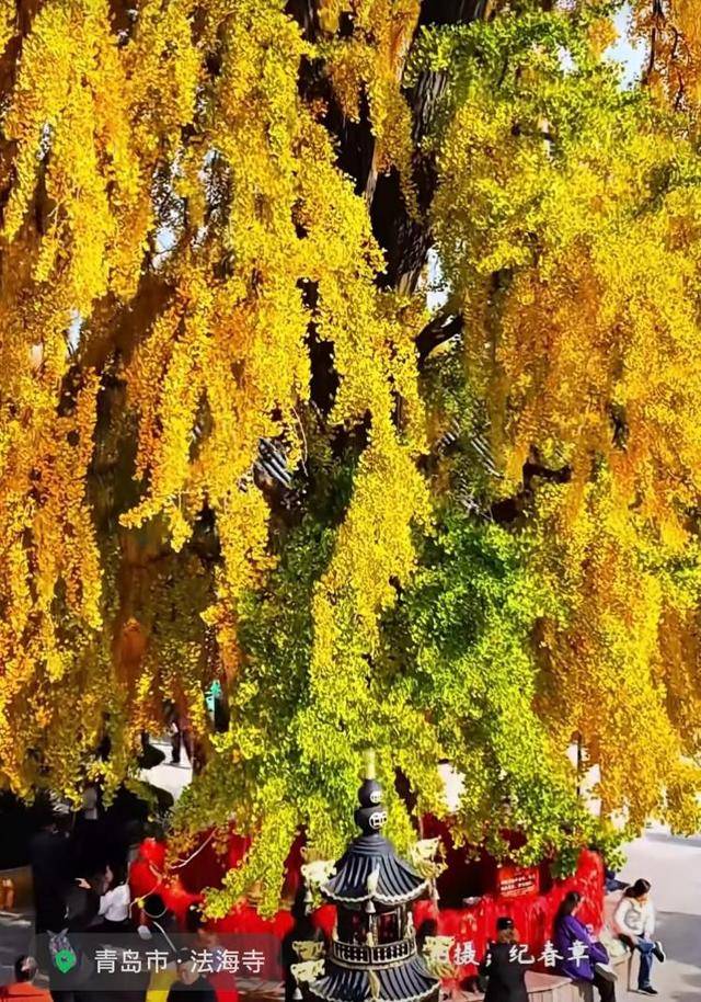 错过等一年！青岛1600岁“银杏王”满树金黄<strong></p>
<p>电子钱包截图</strong>，打卡的人“鼓”了