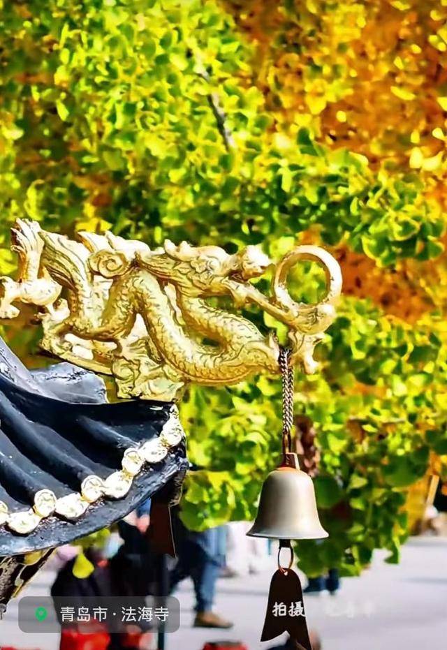 错过等一年！青岛1600岁“银杏王”满树金黄<strong></p>
<p>电子钱包截图</strong>，打卡的人“鼓”了