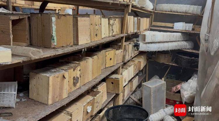 央视曝光“杀人蜂”滥养牟利引关注 四川犍为：正联合调查虎头蜂养殖情况