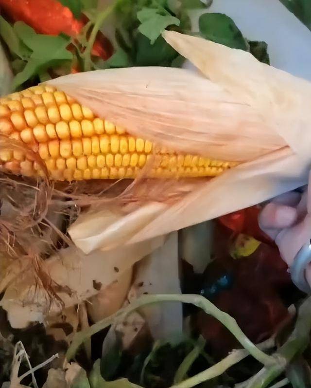 陕西一女子疑因拍亲姑姑偷玉米遭姑父棍杀<strong></p>
<p>虚拟币电子信</strong>，邻居欲报警也遇害