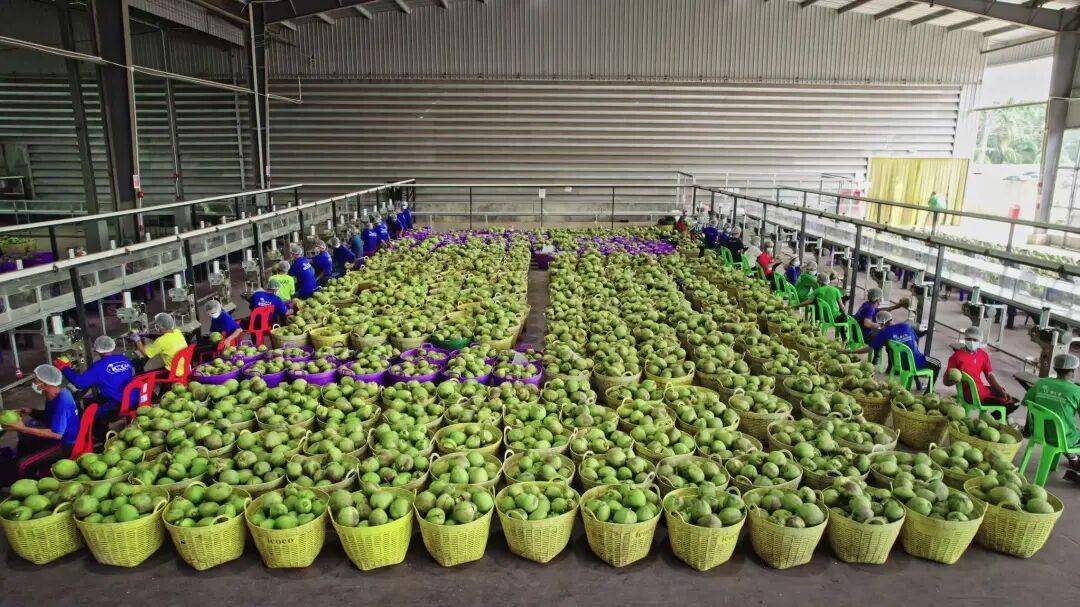 椰子水之外<strong></p>
<p>有价值被低估的虚拟币</strong>，大公司争夺40亿元生椰市场