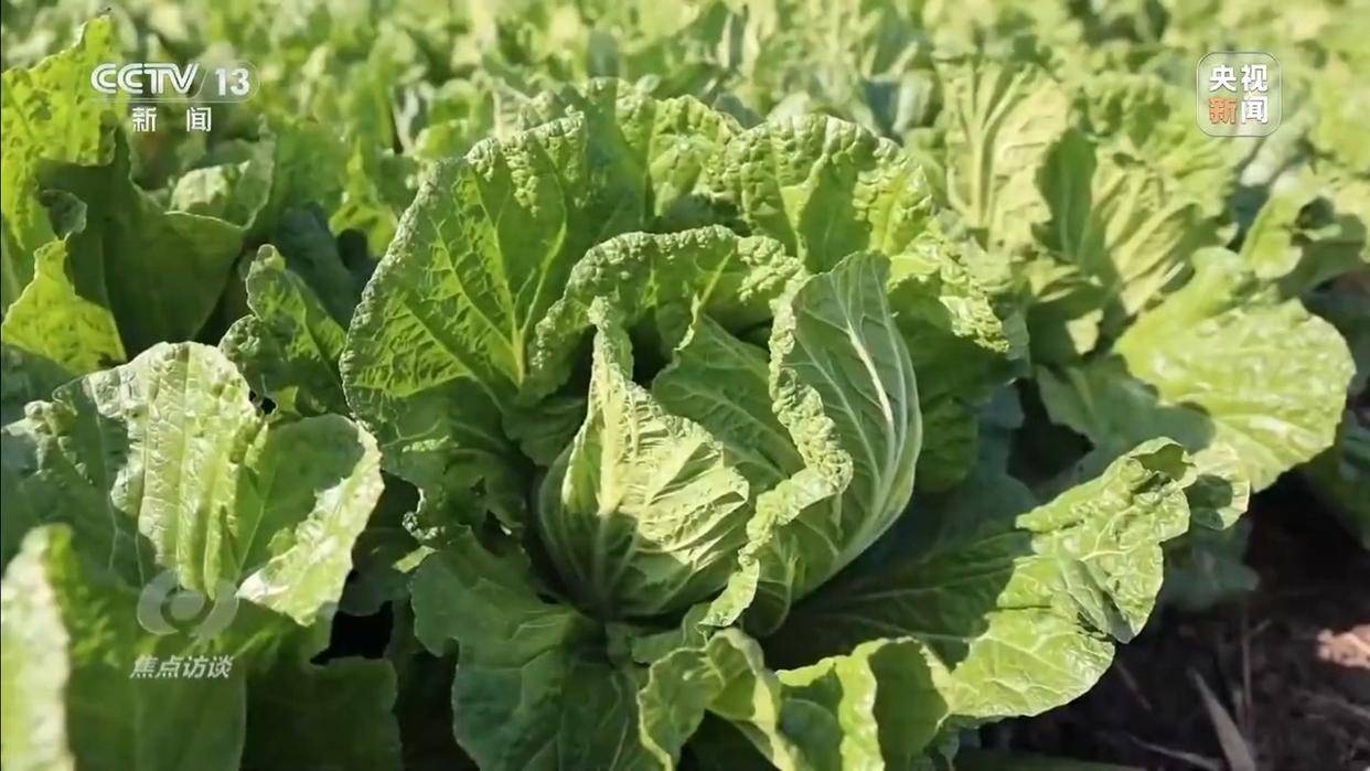 单棵售价超百元<strong></p>
<p>有价值被低估的虚拟币</strong>，起底“套牌白菜”背后的销售套路