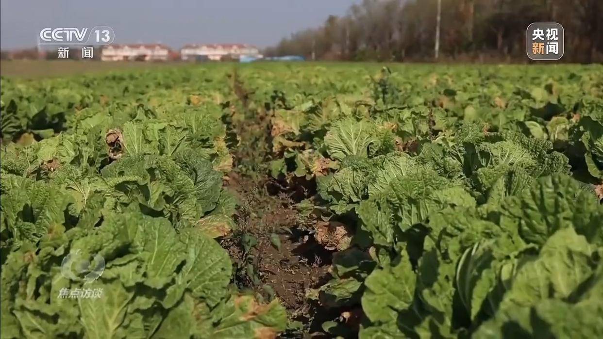 单棵售价超百元<strong></p>
<p>有价值被低估的虚拟币</strong>，起底“套牌白菜”背后的销售套路