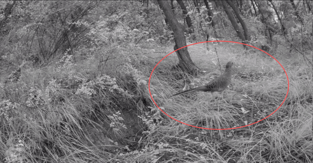 遂宁版“疯狂动物城”上线<strong></p>
<p>有价值被低估的虚拟币</strong>！