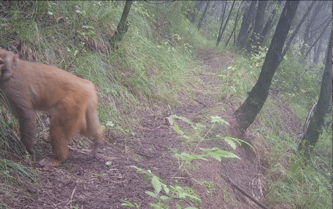 遂宁版“疯狂动物城”上线<strong></p>
<p>有价值被低估的虚拟币</strong>！