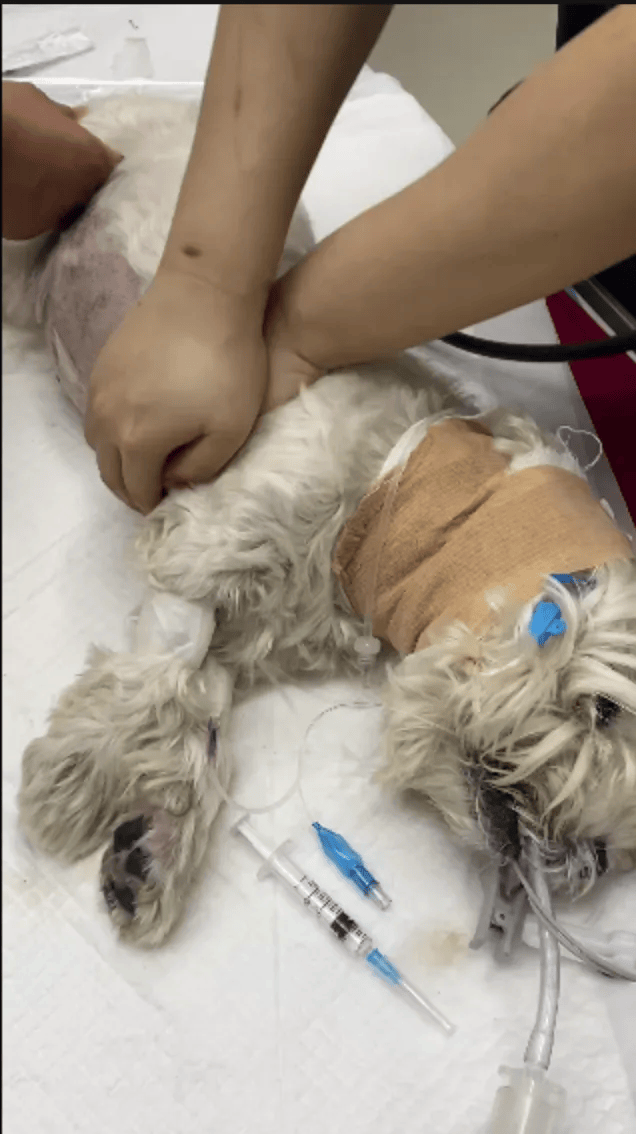 在小区投毒致9条狗死亡<strong></p>
<p>外汇平台</strong>，男子获刑4年！